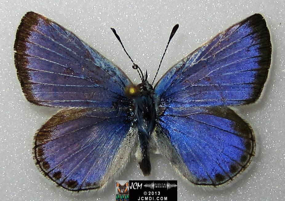 Plebejus icarioides evius (Evius Blue Butterfly)